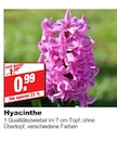 Hyacinthe bei bauSpezi im Neunkirchen Prospekt für 0,99 €