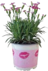 Gartennelke Pink Kisses im Angebot bei EDEKA in Buchholz Gartennelke Pink Kisses Angebote bei EDEKA Buchholz für 1,99 €