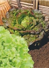Plants de salade en promo à 2,20 € chez Hyper U Plants de salade dans le catalogue Hyper U