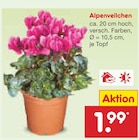 Alpenveilchen im aktuellen Netto Marken-Discount Prospekt