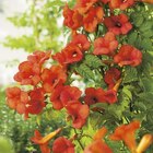 CAMPSIS MADAME GALEN. Le pot de 3 litres - BOTANIC® à 16,99 € dans le catalogue Botanic