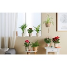 Plante fleurie ou verte en promo chez Carrefour Market Courbevoie à 6,99 €