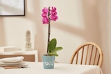 Orchidée - Carrefour Orchidée à 5,99 € dans le catalogue Carrefour