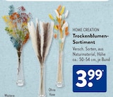 Trockenblumen-Sortiment im ALDI SÜD Prospekt Trockenblumen-Sortiment von HOME CREATION im aktuellen ALDI SÜD Prospekt für 3,99 €