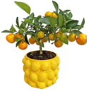 Citrus-Stämmchen im Keramikübertopf bei Kaufland im Kiel Prospekt für 17,99 €