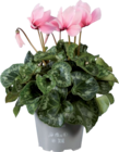 Grand Cyclamen en promo chez Lidl Rueil-Malmaison à 4,49 €