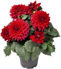 Dahlie bei Hagebaumarkt im Pritzwalk Prospekt für 5,99 €