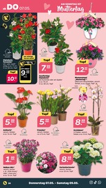 Aktueller Netto mit dem Scottie Prospekt mit Pflanzen, "Günstig. Besser. Für Dich.", Seite 34