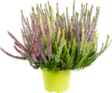 Calluna Arlequin à Botanic dans Crozet Calluna Arlequin à Botanic dans Crozet