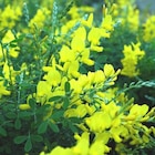 Promo Genêt de Tenerife en pot de 3 litres à 11,66 € dans le catalogue Botanic à Semécourt