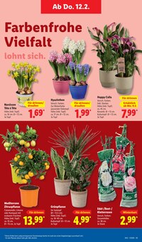 Blumen im Lidl Prospekt "LIDL LOHNT SICH" mit 70 Seiten (Dortmund)