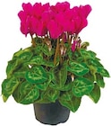 Aktuelle Alpenveilchen Angebote bei Netto mit dem Scottie in Dresden Aktuelles Cyclamen Alpenveilchen Angebot bei Netto mit dem Scottie in Dresden ab 1,99 €