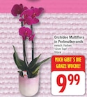 Orchidee Multiflora in Perlmukkeramik für 9,99 € bei EDEKA im Angebot Orchidee Multiflora in Perlmukkeramik im aktuellen EDEKA Prospekt