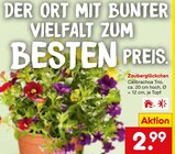 Zauberglöckchen Angebote bei Netto Marken-Discount Dorsten für 2,99 €