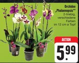 Orchidee 'Phalaenopsis' im Angebot bei E center in Erlangen Orchidee 'Phalaenopsis' Angebote bei E center Erlangen für 5,99 €