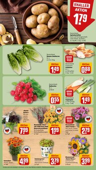 Pflanzen im aktuellen REWE Prospekt (Jena) Pflanzen im REWE Prospekt "Dein Markt" mit 28 Seiten (Jena)