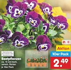 Beetpflanzen  im aktuellen Netto Marken-Discount Prospekt für 2,49 €