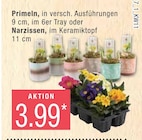 Primeln oder Narzissen  im aktuellen Marktkauf Prospekt für 3,99 €