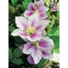 Promo Clématite à 7,99 € dans le catalogue Carrefour à Quincy-sous-Sénart