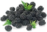 REWE Leegebruch - Brombeeren Angebot im Prospekt Brombeeren bei REWE im Leegebruch Prospekt für 1,99 €