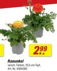 toom Baumarkt Öhringen - Ranunkel Angebot im Prospekt Ranunkel bei toom Baumarkt im Öhringen Prospekt für 2,99 €