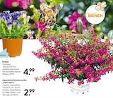 Enzian im Angebot bei Hellweg in Freiberg Enzian Angebote bei Hellweg Freiberg für 2,99 €
