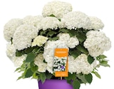 Hagebaumarkt Freigericht - Schneeballhortensie 'FlowerWOW' Angebot im Prospekt Schneeballhortensie 'FlowerWOW' bei Hagebaumarkt im Freigericht Prospekt für 19,99 €