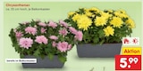 Aktuelle Blumen Angebote bei Netto Marken-Discount in Leipzig Aktuelles Chrysanthemen Angebot bei Netto Marken-Discount in Leipzig ab 5,99 €