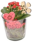 Dekorierte Kalanchoe im Glas Angebote bei Penny Hanau für 6,99 €