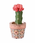 Cactus fleuri en promo chez Lidl Aix-en-Provence à 4,99 €