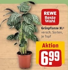 REWE Dingelstädt - Grünpflanze XL Angebot im Prospekt Grünpflanze XL bei REWE im Dingelstädt Prospekt für 6,99 €