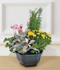 Composition 4 plantes - Super U à Nantes Composition 4 plantes en promo chez Super U Nantes à 15,99 €