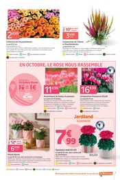 Chrysanthèmes en promo dans le catalogue Jardiland à la page 3