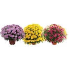 SUR LES CHRYSANTHÈMES 19 CM OU 3L - Carrefour à Le Chesnay SUR LES CHRYSANTHÈMES 19 CM OU 3L en promo chez Carrefour Le Chesnay