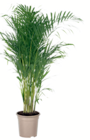 Areca im Angebot bei toom Baumarkt in Weinheim Areca Angebote bei toom Baumarkt Weinheim für 27,99 €