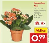 Kalanchoe Mini Angebote bei Netto Marken-Discount Bocholt für 0,99 €