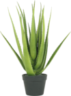 Aloe en pot H.58cm à 24,99 € dans le catalogue Maxi Bazar