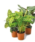 Netto mit dem Scottie Dahlewitz - Calathea Angebot im Prospekt Calathea bei Netto mit dem Scottie im Dahlewitz Prospekt für 3,99 €