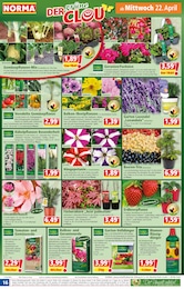 Himbeeren Angebot im aktuellen Norma Prospekt auf Seite 16
