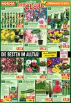 Obstbaum Obstbaum