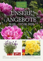 Gartenbepflanzung Angebote im Prospekt "UNSERE ANGEBOTE" von Pflanzen Kölle auf Seite 1