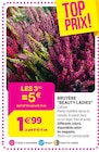 Bruyère “Beauty Ladies” - Delbard Bruyère “Beauty Ladies” à 1,67 € dans le catalogue Delbard