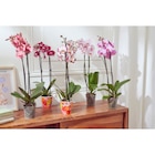 Orchidée Phalaenopsis - MDD en promo chez Carrefour Market Saint-Nazaire à 8,99 €