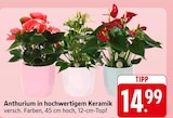 EDEKA Bruchsal - Anthurium in hochwertigem Keramik Angebot im Prospekt Anthurium in hochwertigem Keramik bei EDEKA im Bruchsal Prospekt für 14,99 €