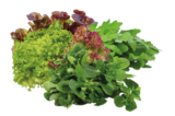 Bio Rucola, Bio Mixsalat, Bio Feldsalat oder Bio Blattspinat von EDEKA Bio für 1,00 € bei E xpress im Angebot Bio Rucola, Bio Mixsalat, Bio Feldsalat oder Bio Blattspinat von EDEKA Bio im aktuellen E xpress Prospekt