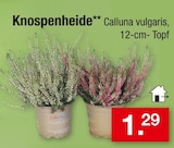 Knospenheide für 1,29 € bei Zimmermann im Angebot Knospenheide im aktuellen Zimmermann Prospekt