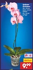 Gefärbte Orchideen im aktuellen Netto Marken-Discount Prospekt