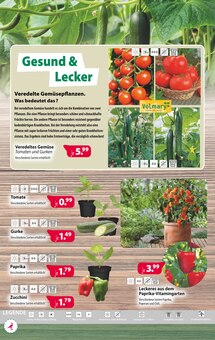 Tomaten im Kiebitzmarkt Prospekt "Pflanzzeit!" mit 16 Seiten (Paderborn)