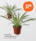 Grünlilie bei tegut im  Prospekt für 3,99 €