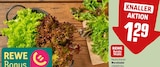 Wurzelsalat im Angebot bei REWE in Leonberg Wurzelsalat Angebote von REWE Beste Wahl bei REWE Leonberg für 1,29 €